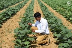 Trial establishment and Plant stand