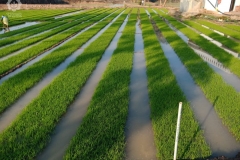 Field Crop Seed Production