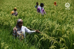 Seed Production - Field Crop Pollination