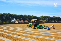 Seed Production - Field Preparation - Mulching sheet laying
