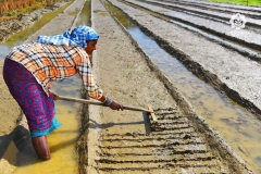 Seed Production - Nursery Bed Marking