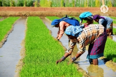 Seed Production - Weeding activity during nursery preparation