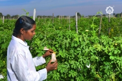Seed Production - Pollination in vegetable crop