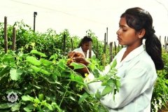 Seed Production - Pollination activity in Tomato Vegetable Crop