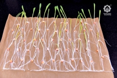 Paper Germination Test - Seedling Couting