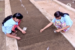 Sand Bed Germination Test - Seed Placement for Sowing