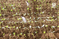 Sand Bed Germination Test - Germinated Seedling Count