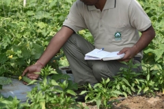 Genetic Purity Test - On Field GOT Observations